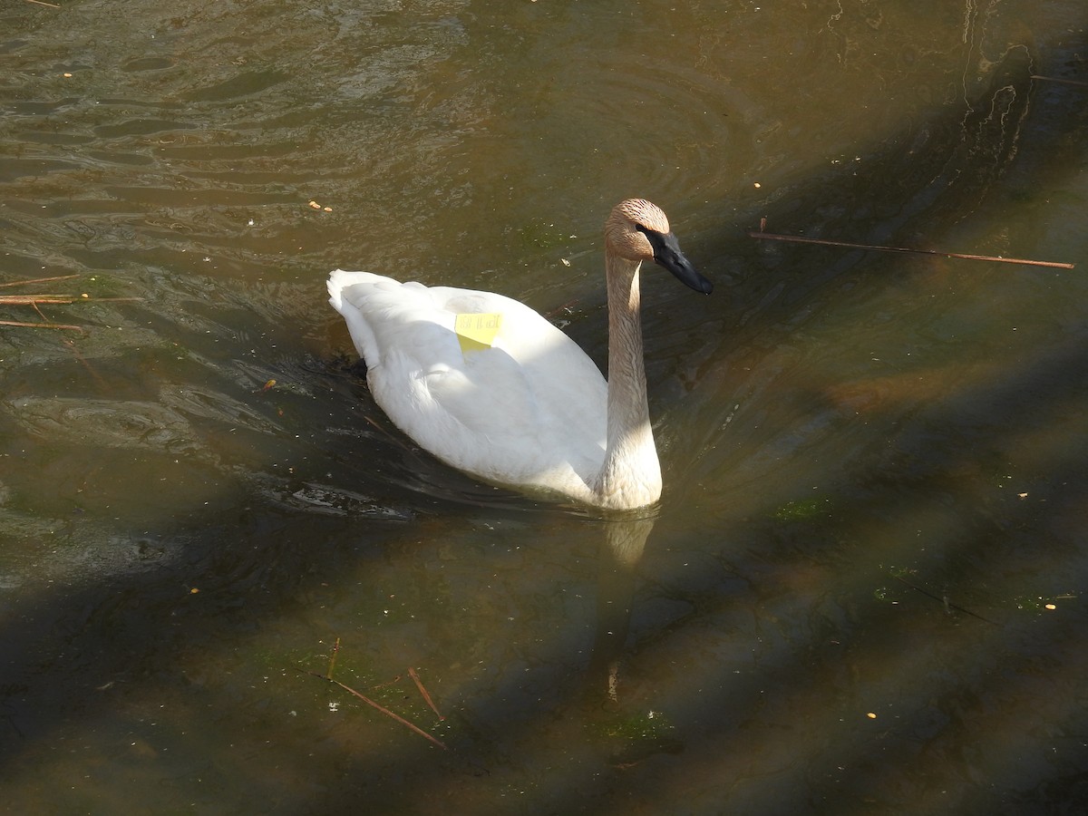 Cisne Trompetero - ML617495976