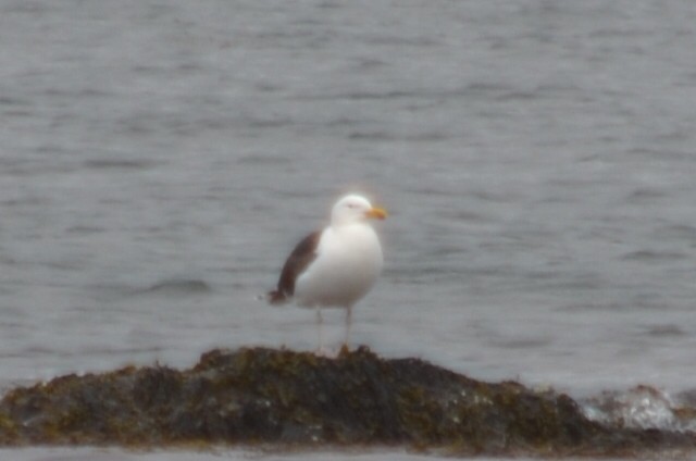 Great Black-backed Gull - ML617496009