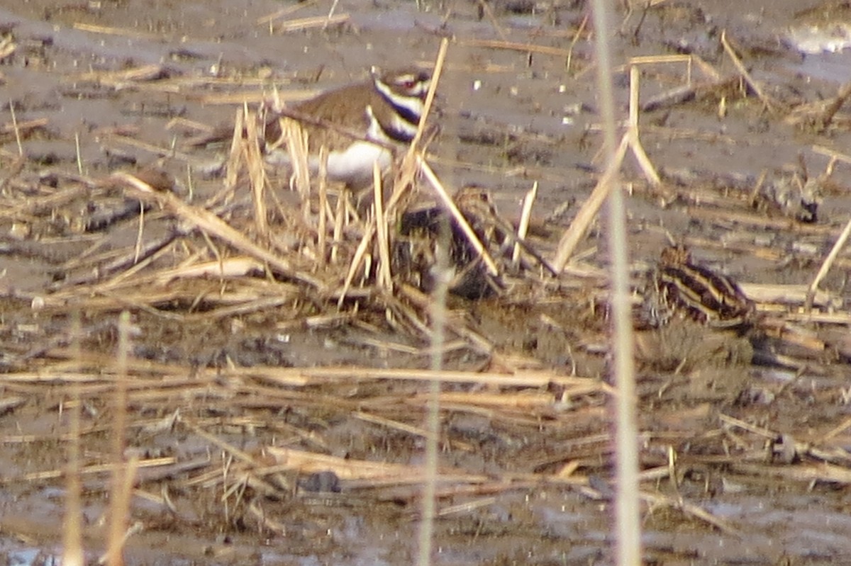 Wilson's Snipe - suzanne pudelek