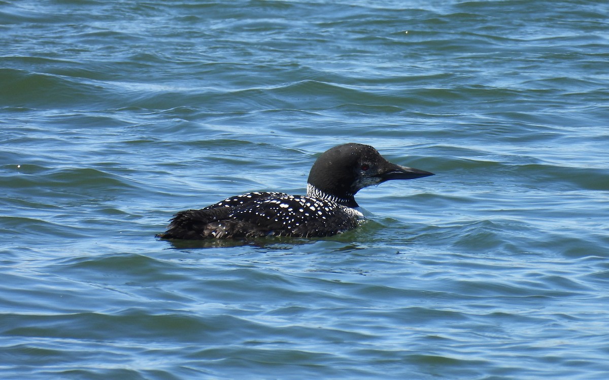 Common Loon - ML617496076