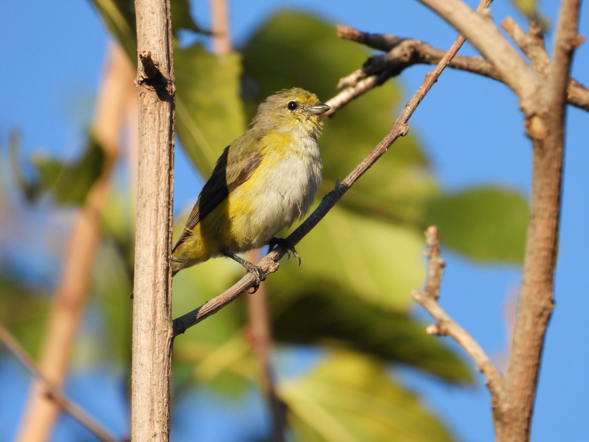 Purple-throated Euphonia - ML617496110