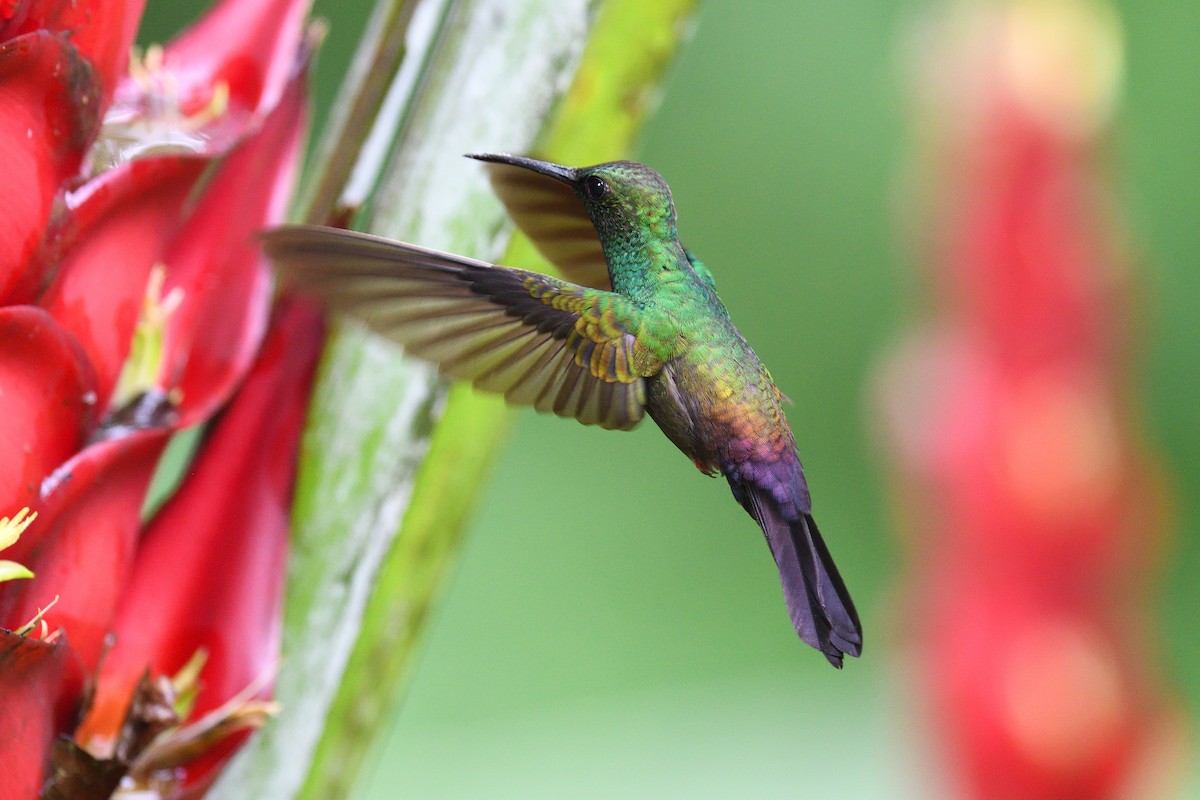 Colibrí Patirrojo - ML617496130