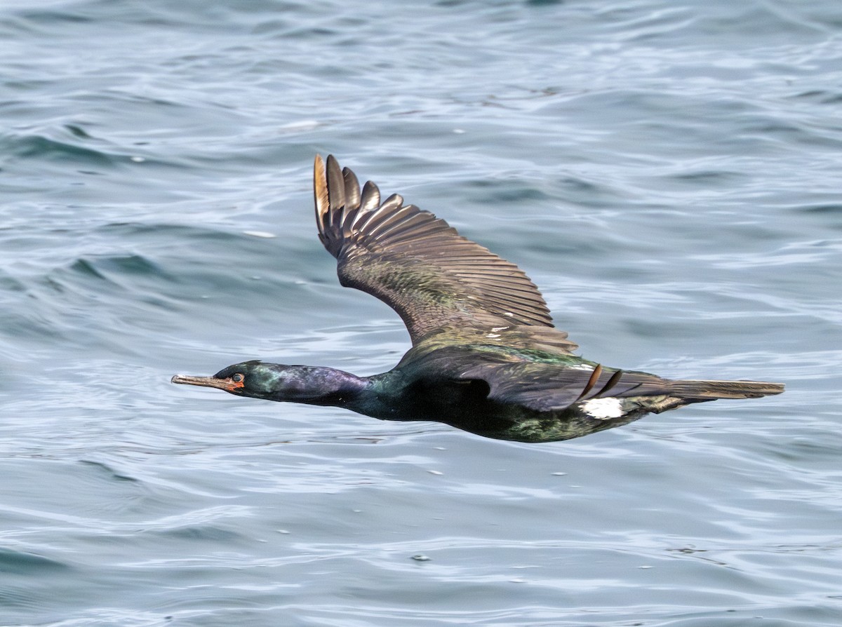 Pelagic Cormorant - ML617496159