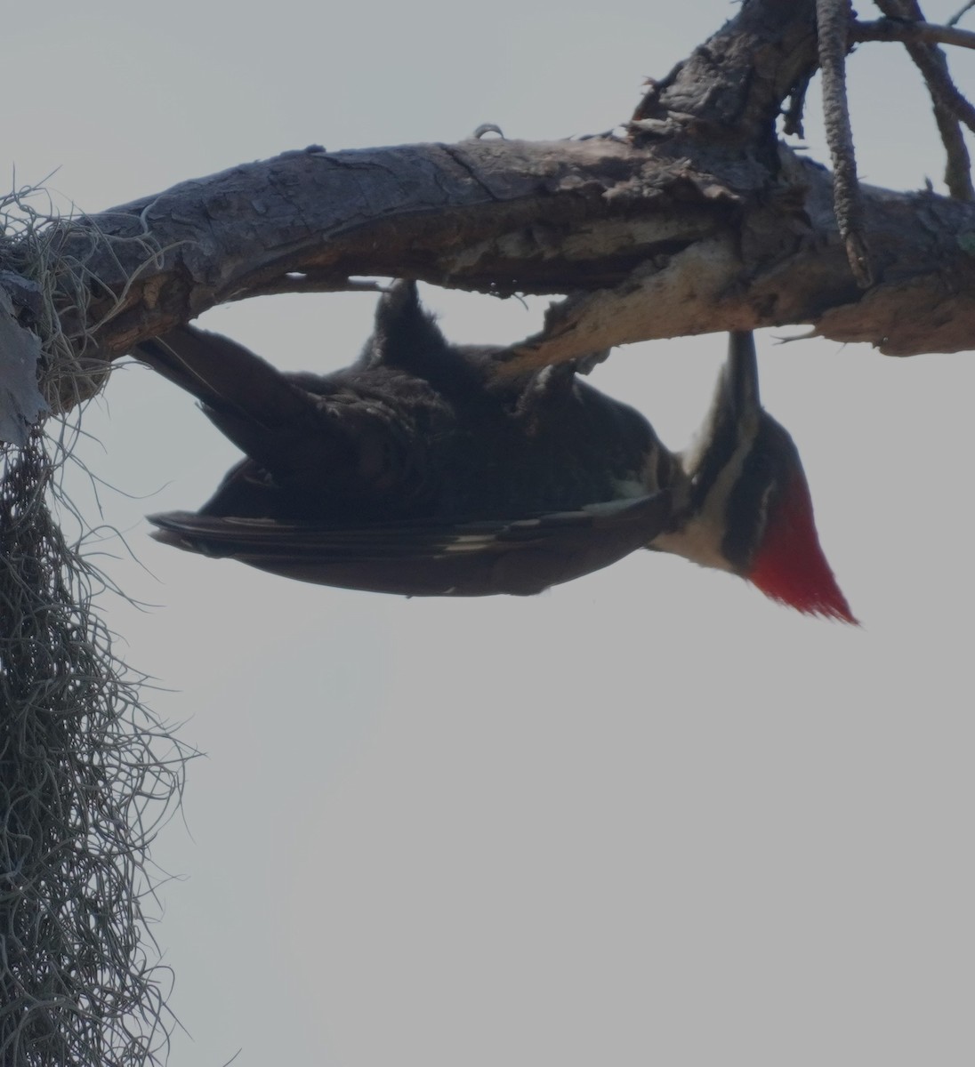 Pileated Woodpecker - ML617496171