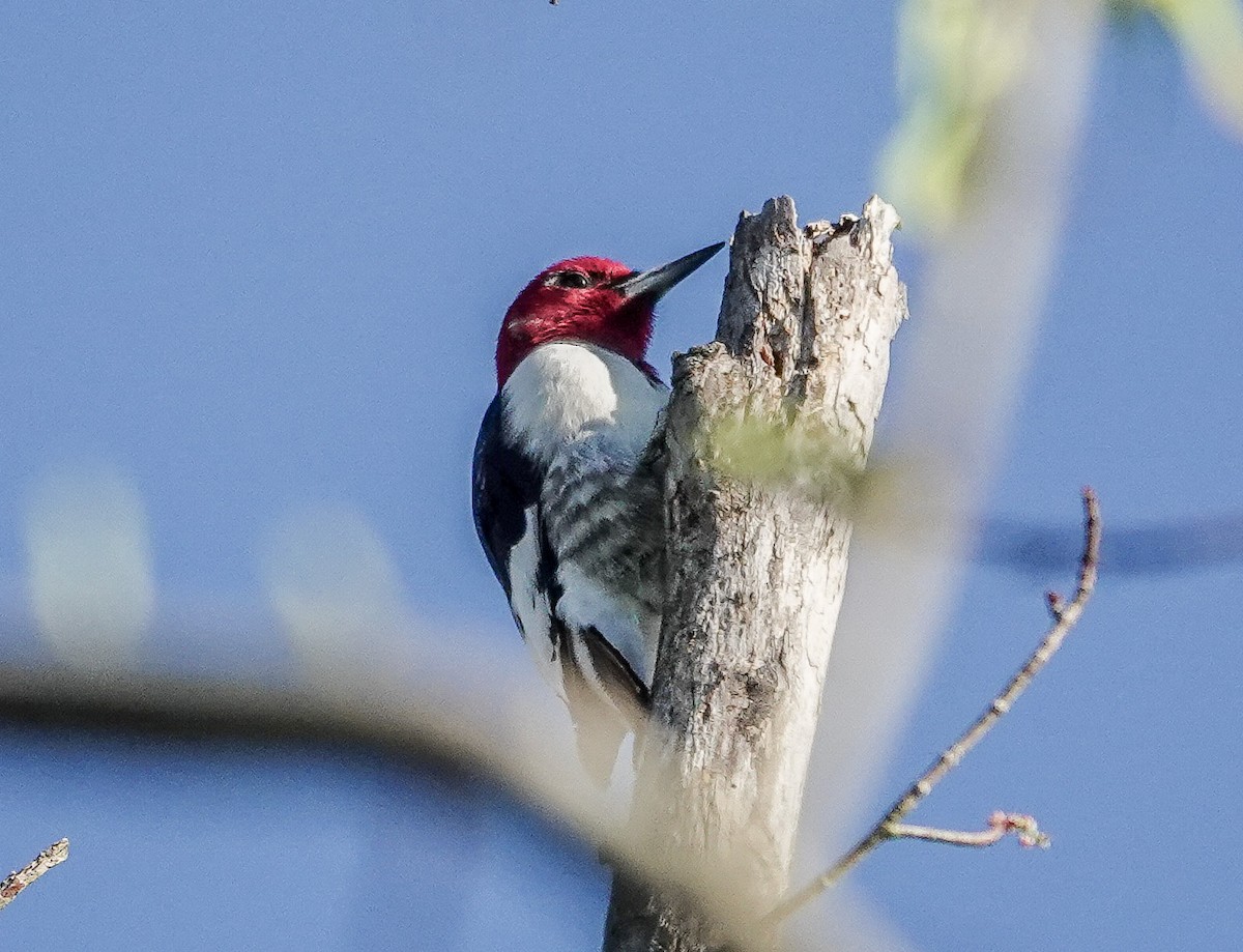 Red-headed Woodpecker - michael simon