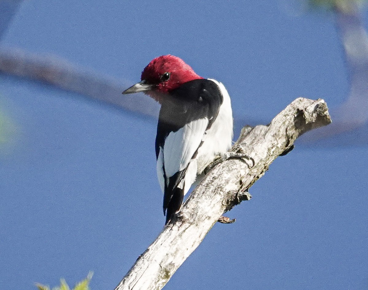 Red-headed Woodpecker - michael simon