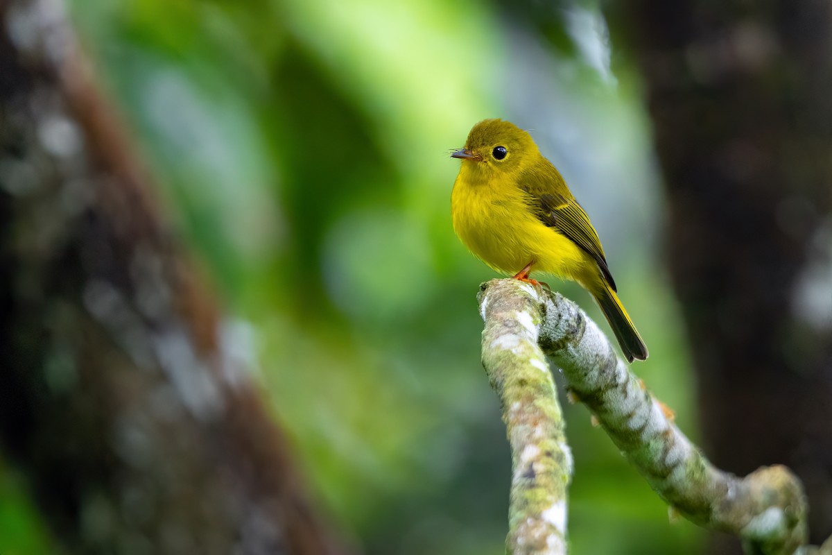 Citrine Canary-Flycatcher - ML617496364