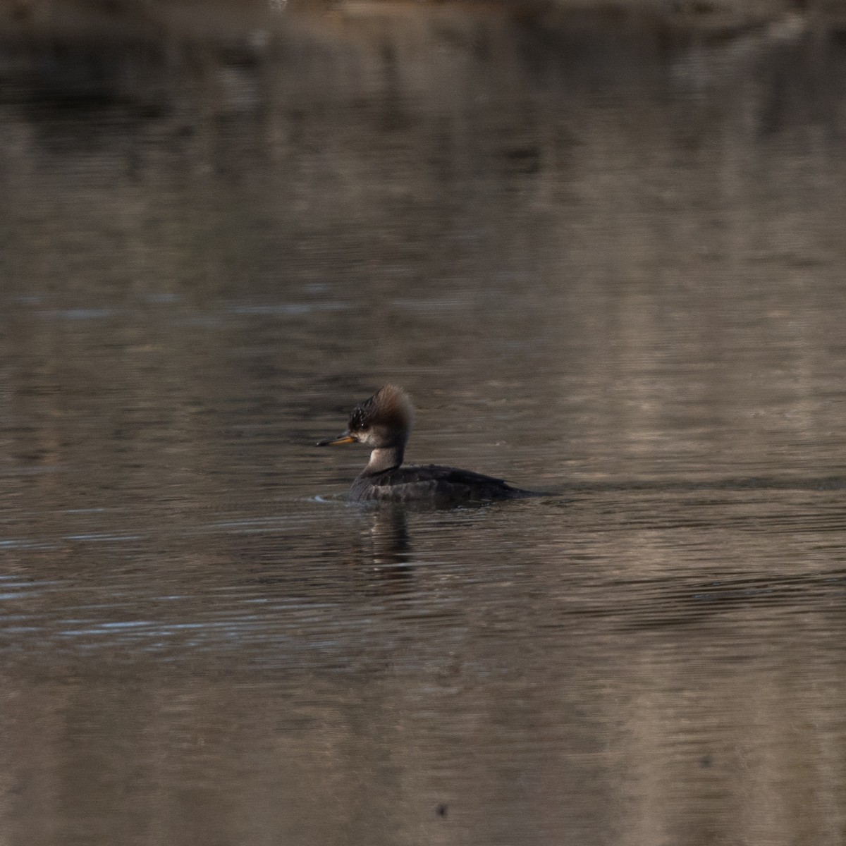 Hooded Merganser - ML617496366