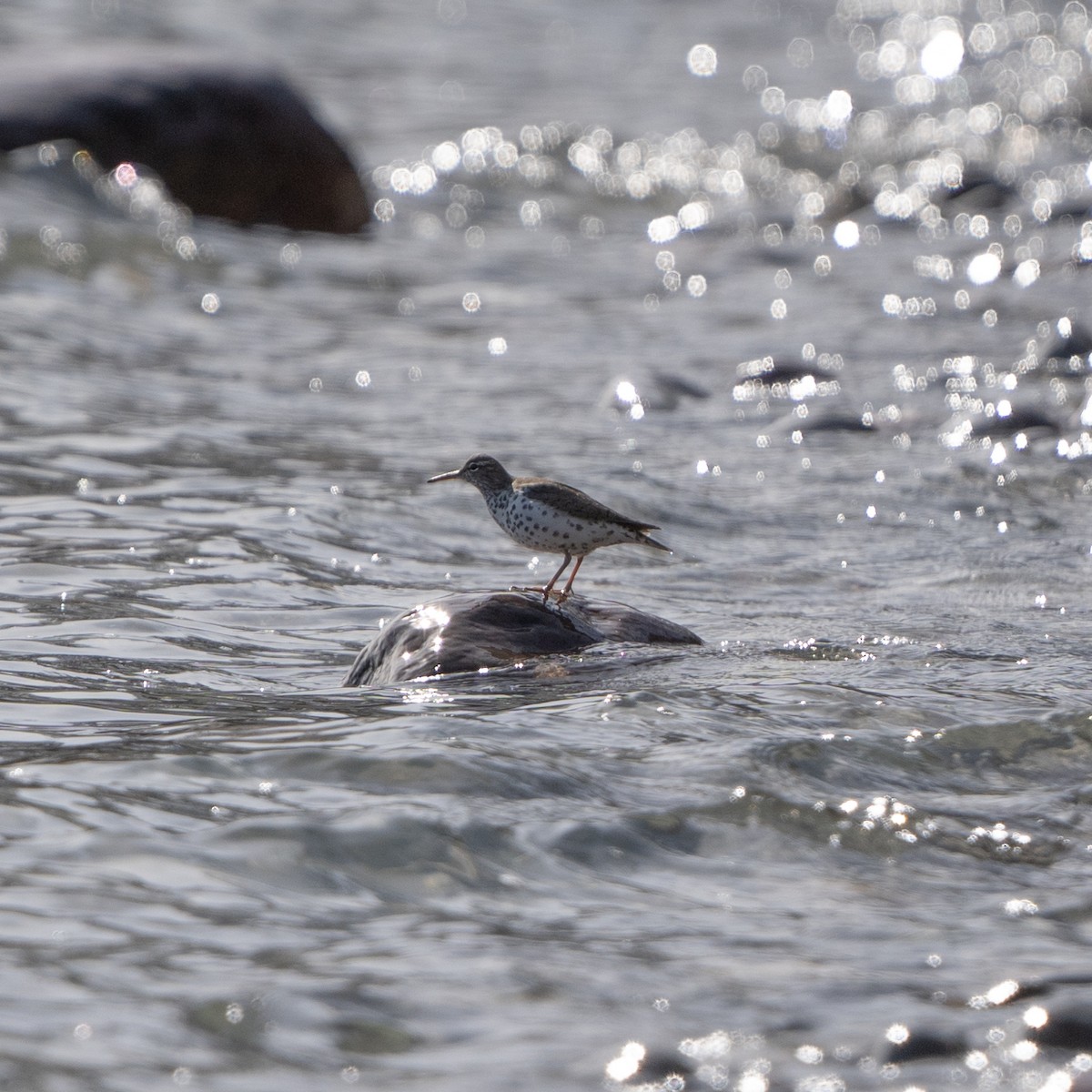 Spotted Sandpiper - ML617496408