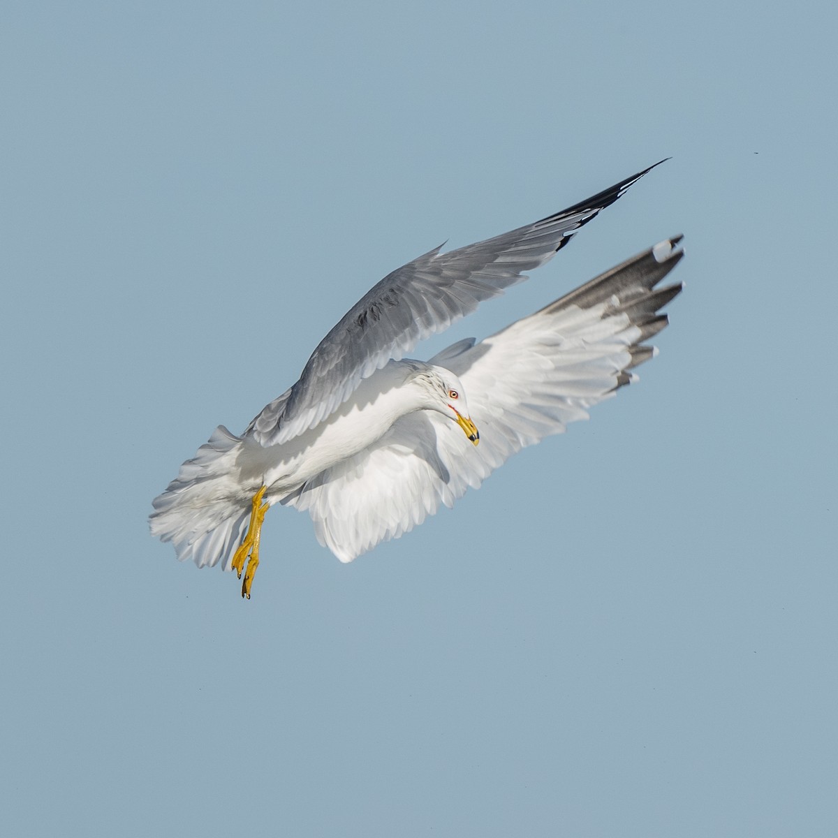 Ring-billed Gull - ML617496424