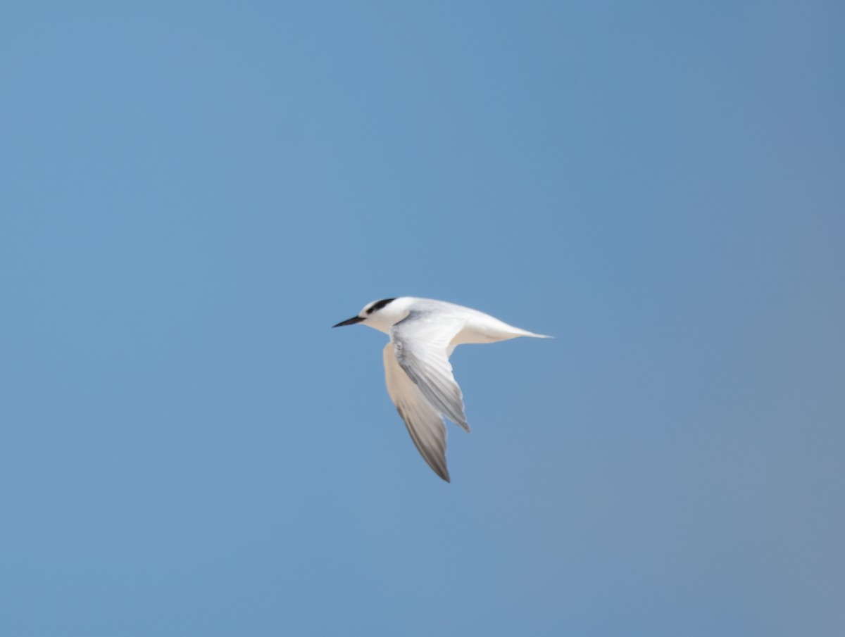 Little Tern - Gordon Arthur