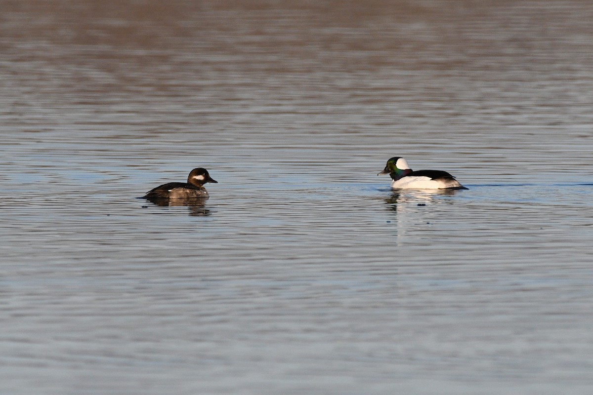 Bufflehead - Liz Harper