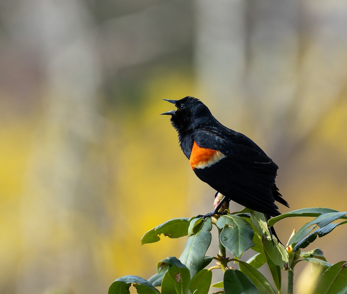 Red-winged Blackbird - ML617496480