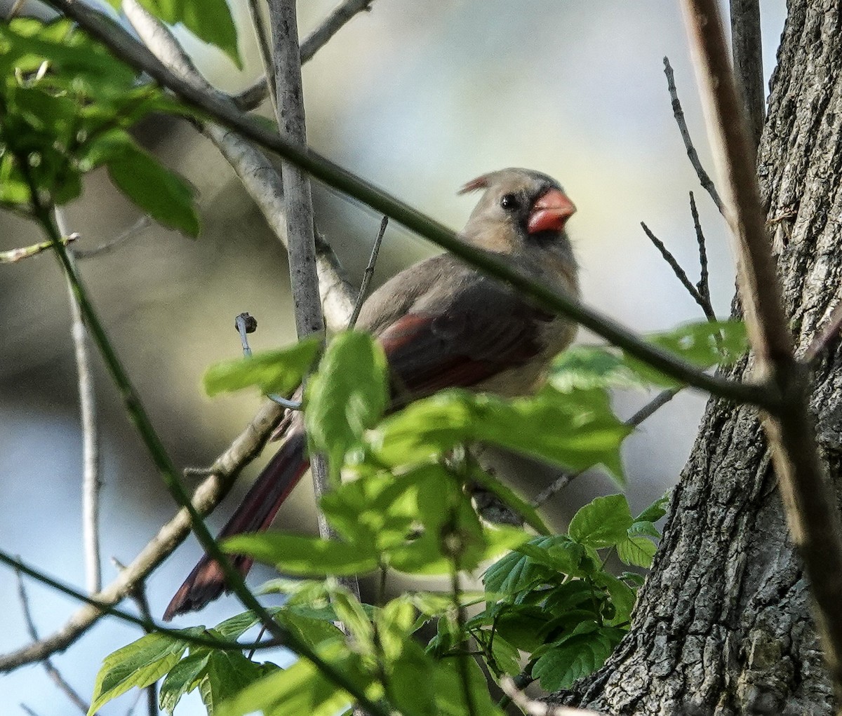 Cardinal rouge - ML617496491