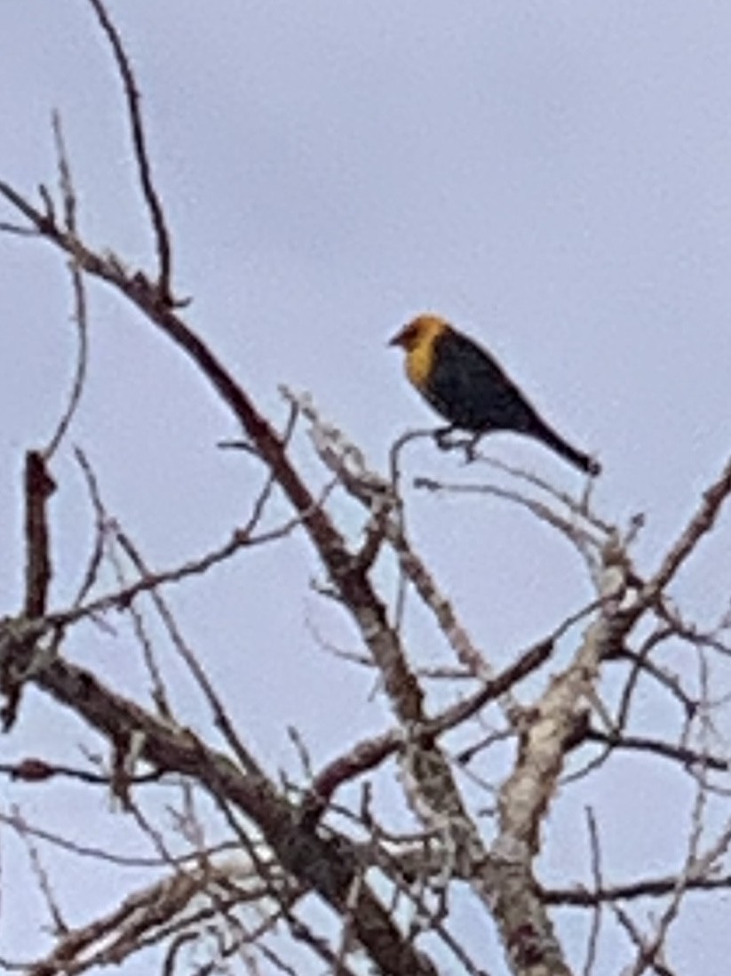 Yellow-headed Blackbird - ML617496521