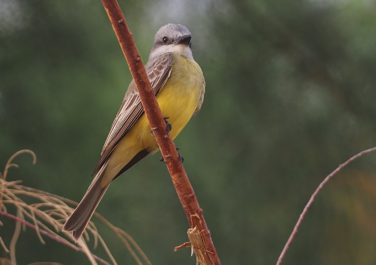 Tropical Kingbird - ML617496592