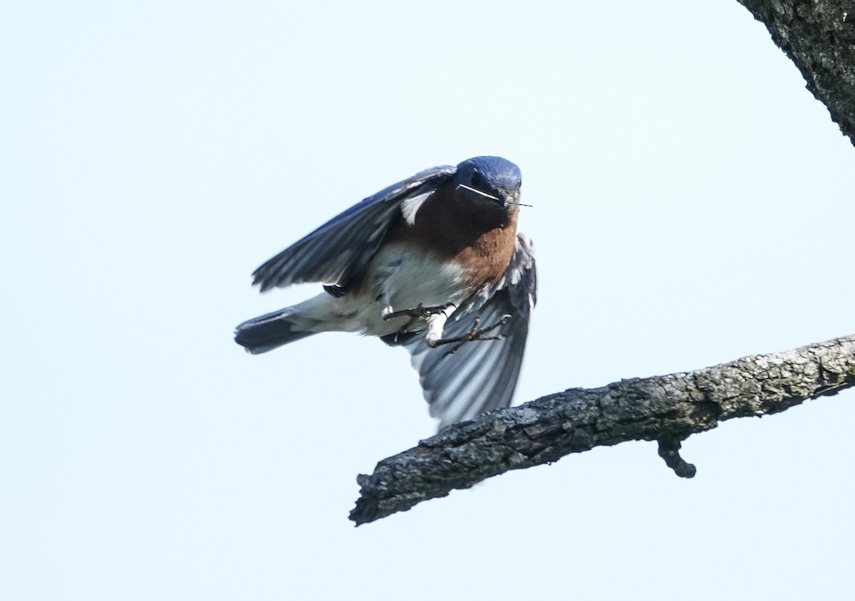 Eastern Bluebird - michael simon