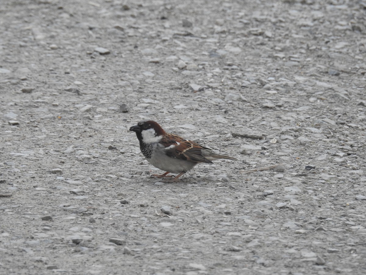 House Sparrow - ML617496595