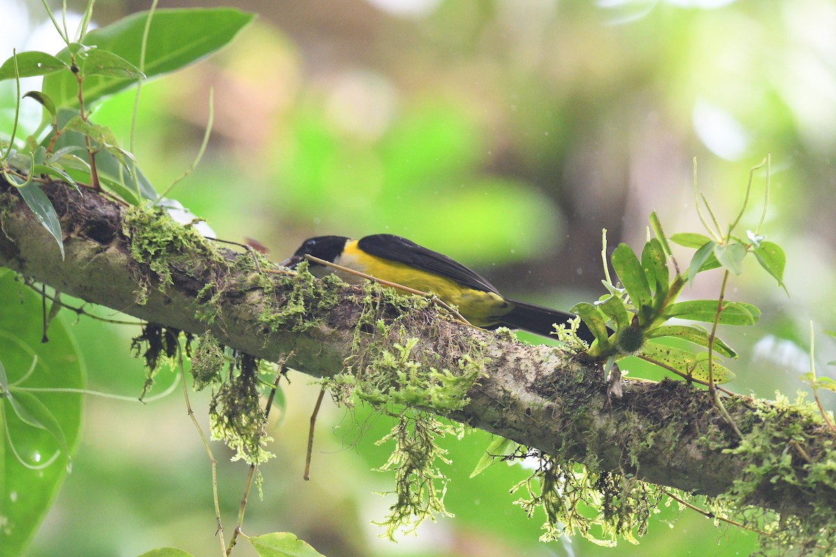 White-throated Shrike-Tanager - ML617496603