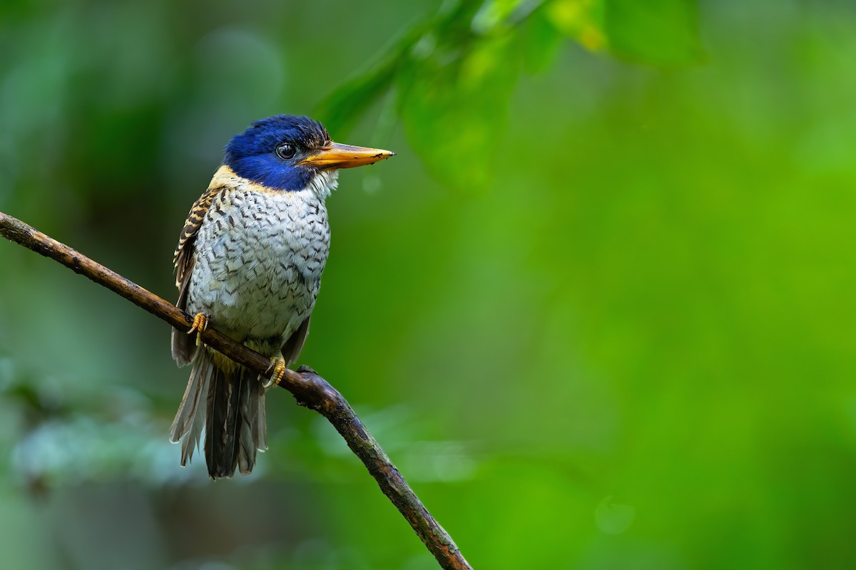 Scaly-breasted Kingfisher (Scaly-breasted) - ML617496610