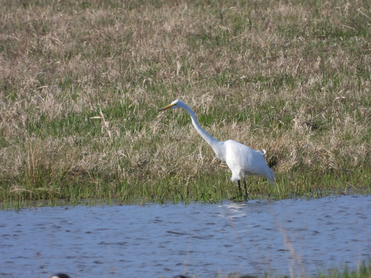 Great Egret - ML617496622