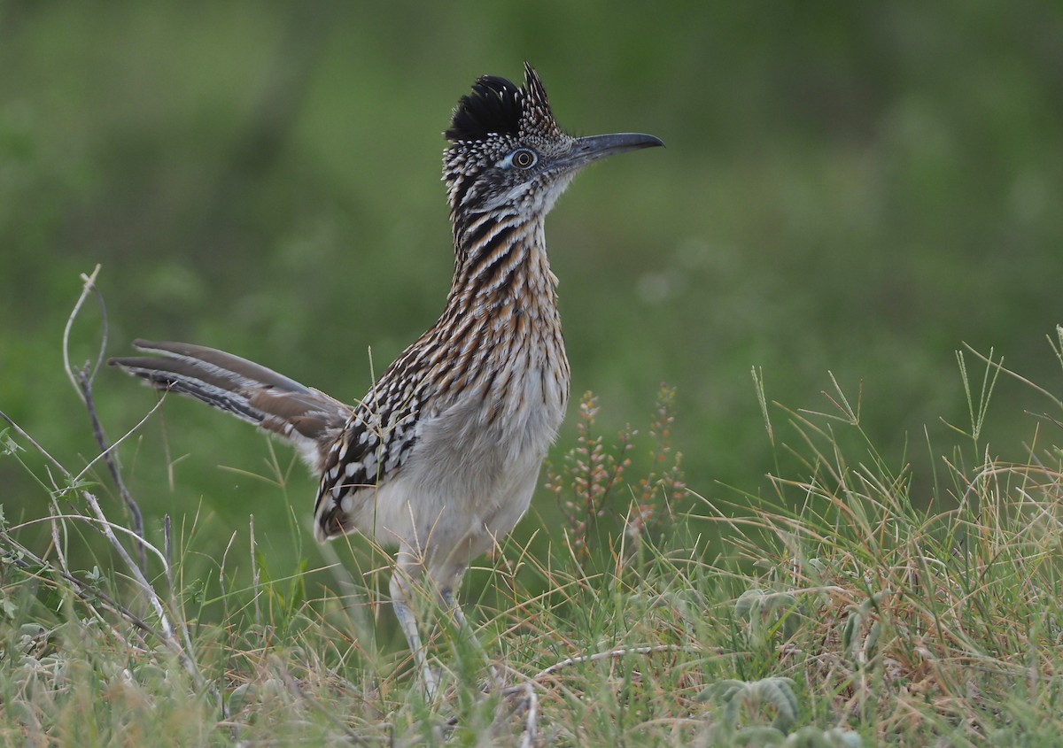 Greater Roadrunner - ML617496623