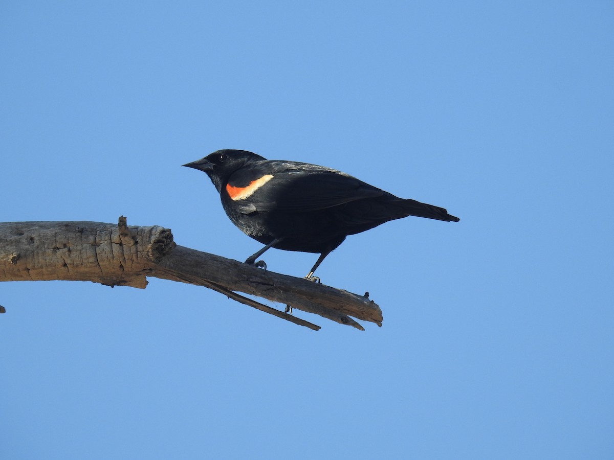 Red-winged Blackbird - ML617496631