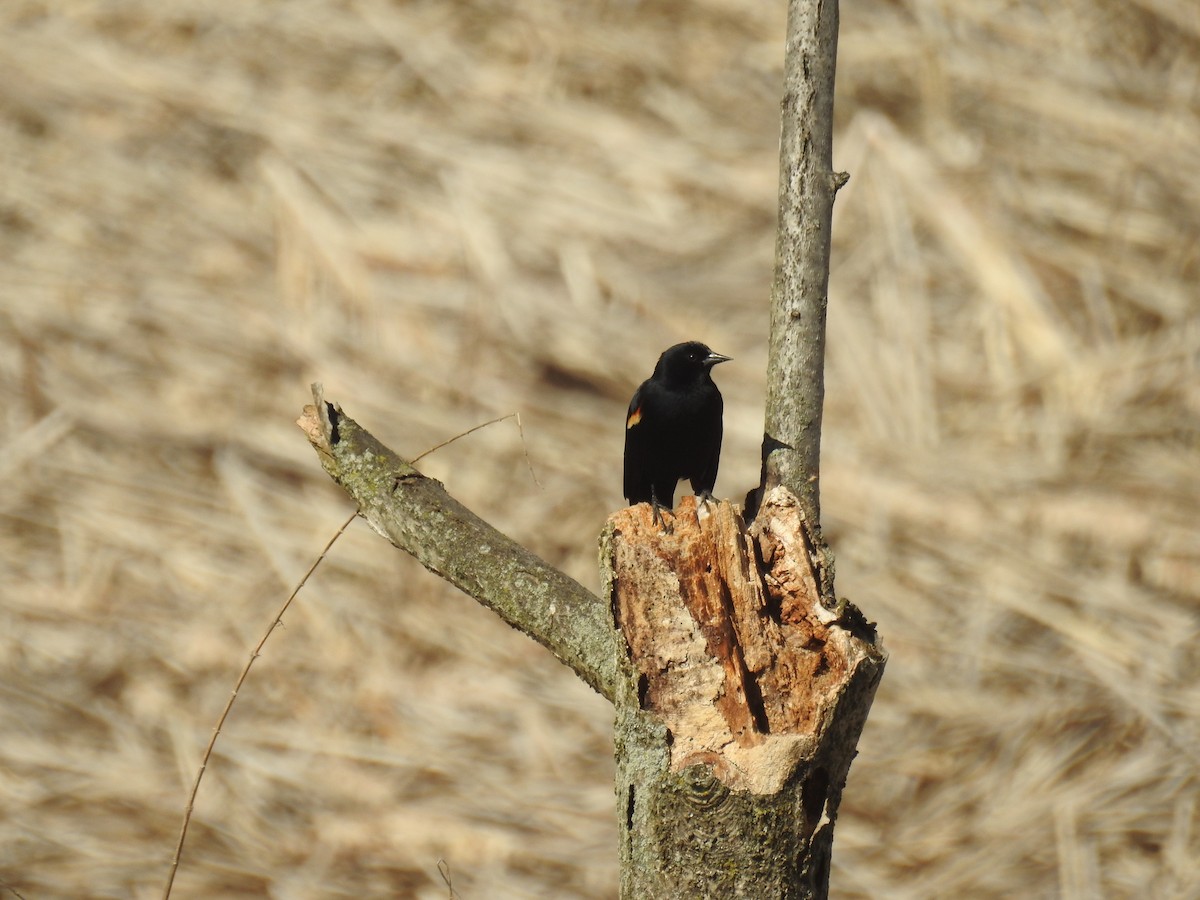 Red-winged Blackbird - Tom Dibblee