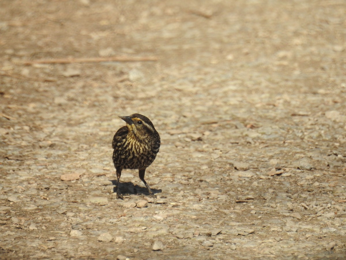 Red-winged Blackbird - ML617496634