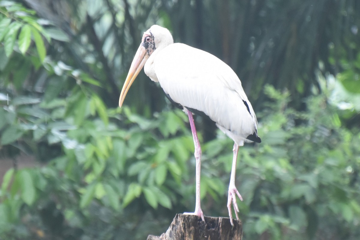 malaystork - ML617496636