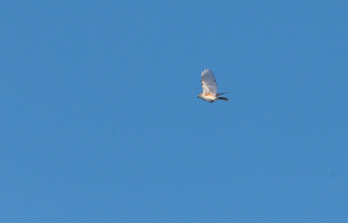 Tufted Titmouse - Brandon Holden