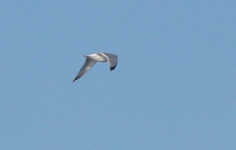 Herring Gull - Brandon Holden