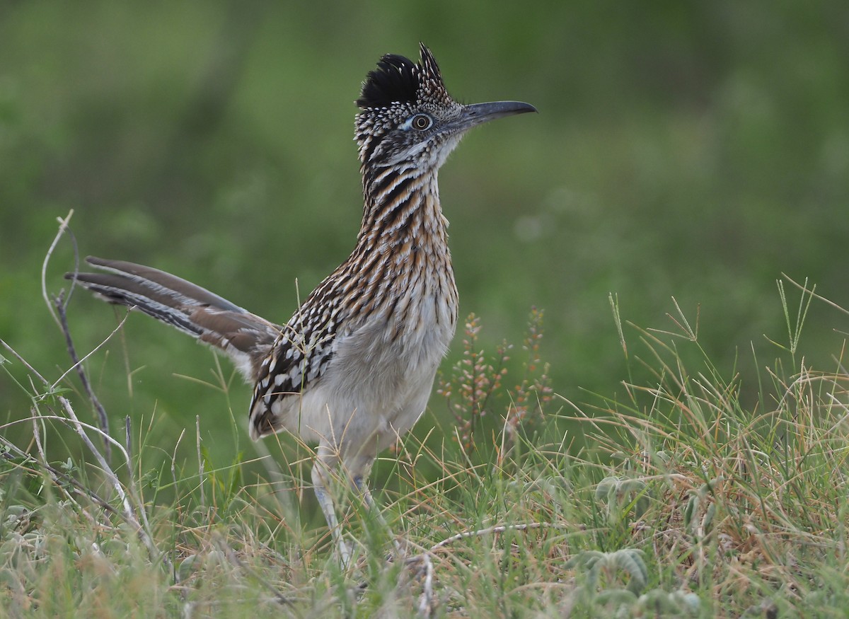 Greater Roadrunner - ML617496646