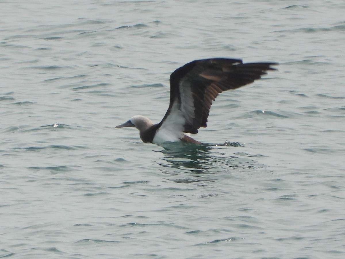 Brown Booby (Brewster's) - ML617496650