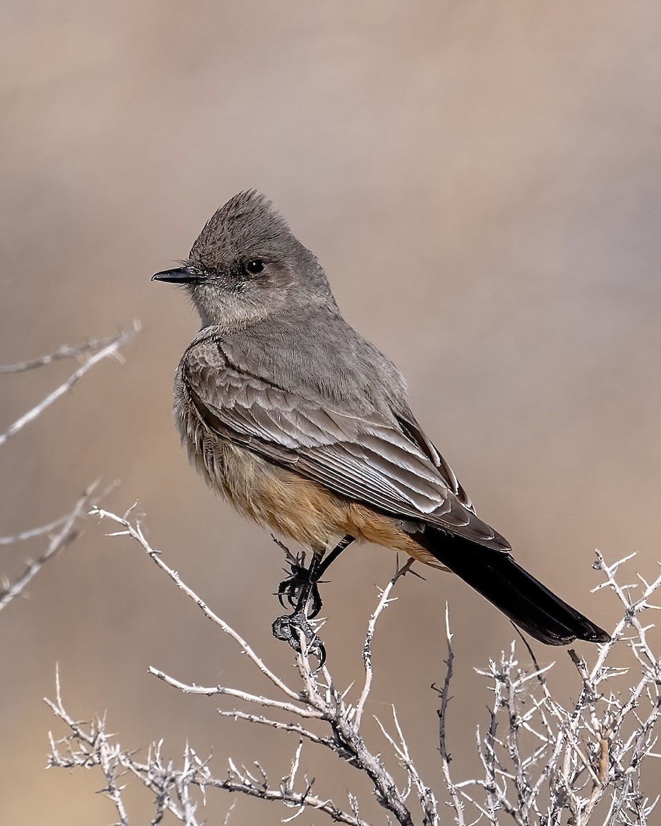 Say's Phoebe - ML617496661