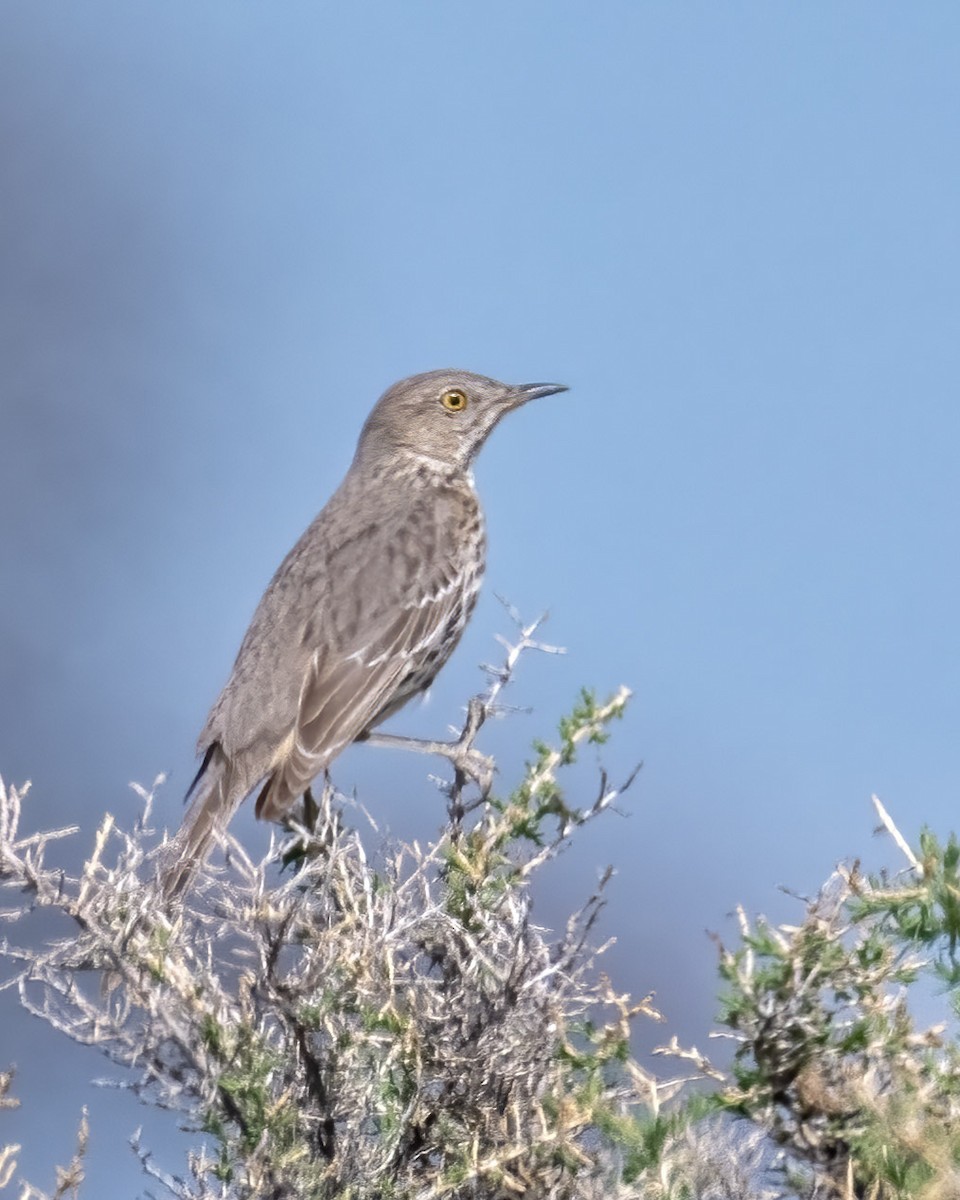 Sage Thrasher - Betty Fenton