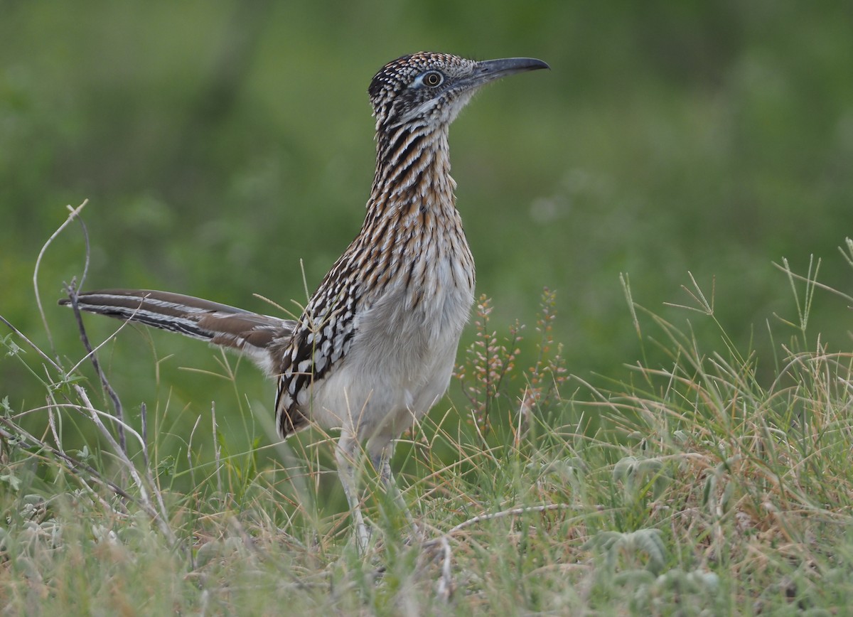 Greater Roadrunner - ML617496678