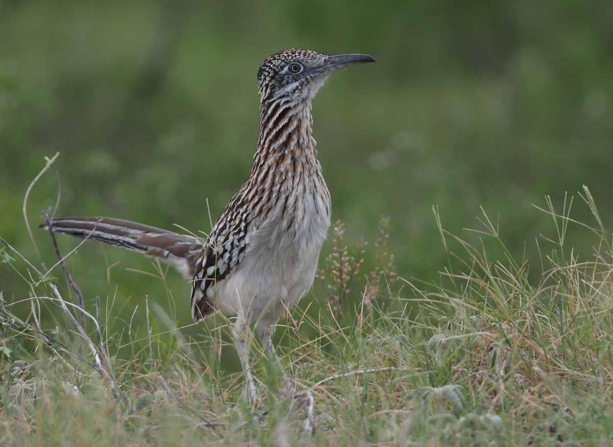 Greater Roadrunner - ML617496713