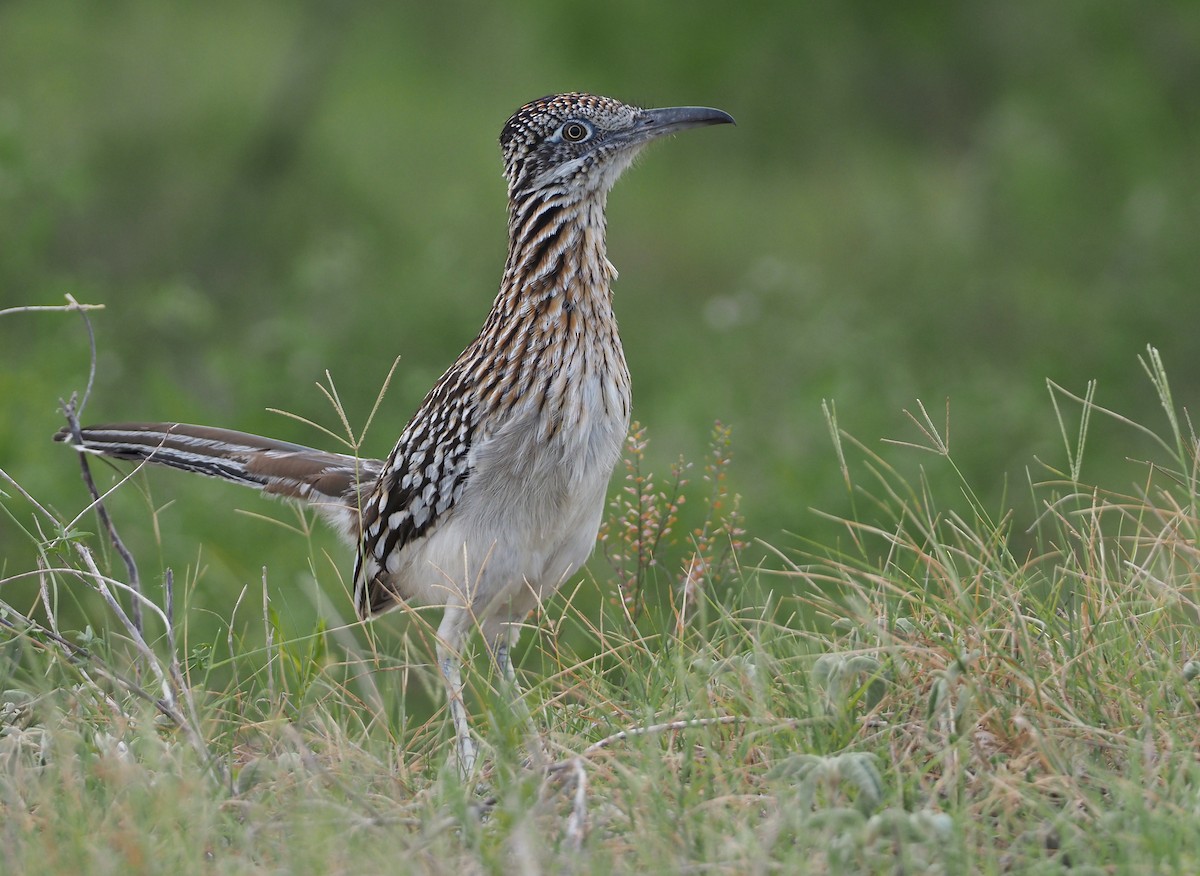 Greater Roadrunner - ML617496719