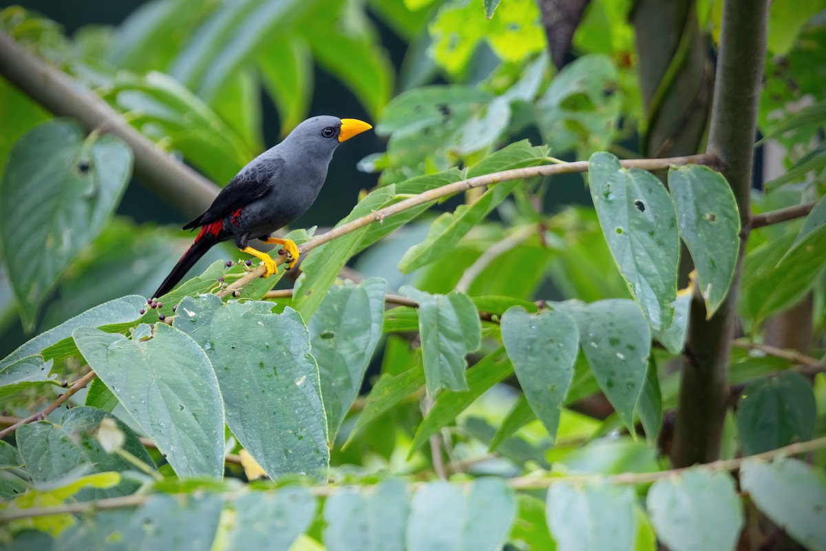 Finch-billed Myna - ML617496725