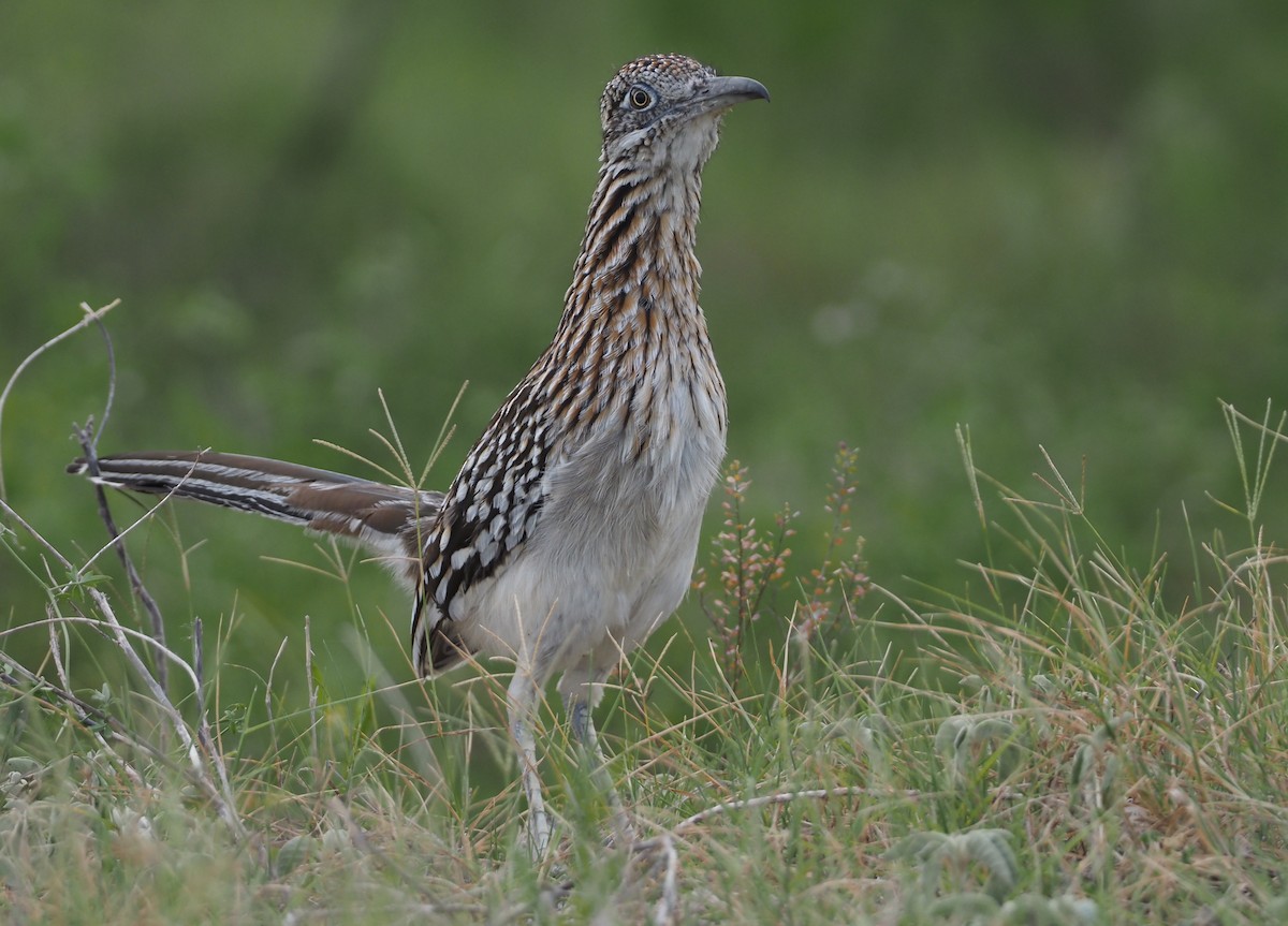 Greater Roadrunner - ML617496755