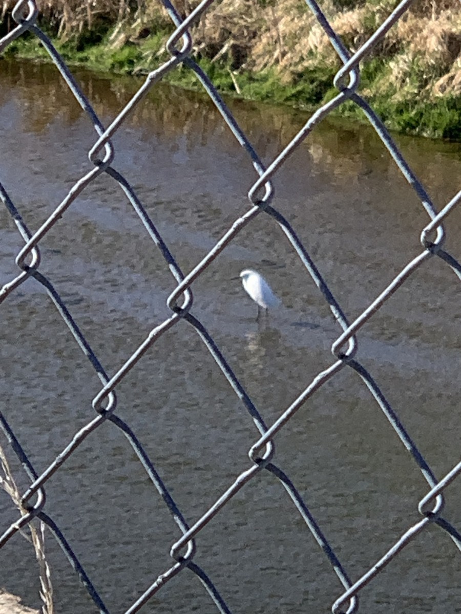 Snowy Egret - ML617496889