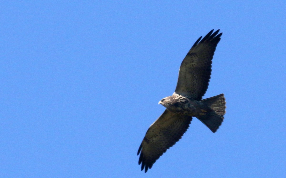 Swainson's Hawk - ML617496988