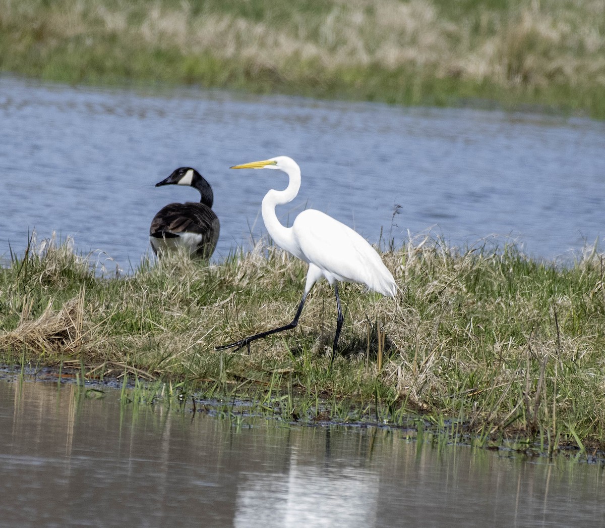 Great Egret - ML617497038