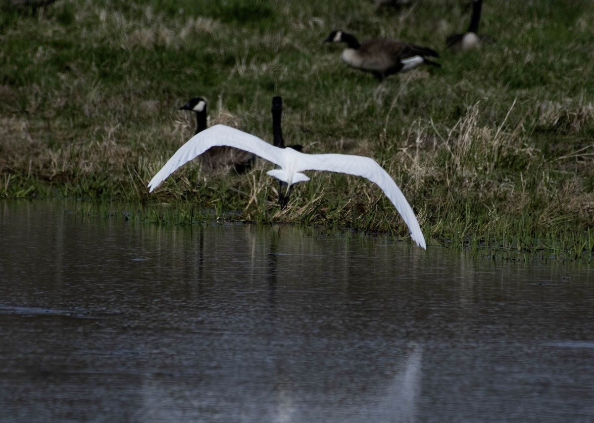 Great Egret - ML617497040