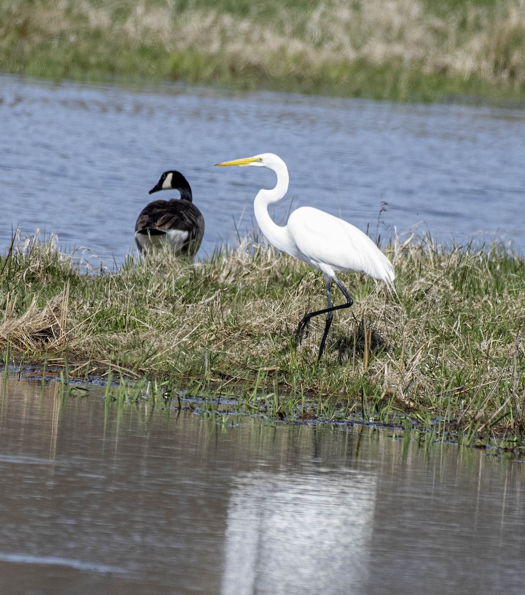 Great Egret - ML617497042