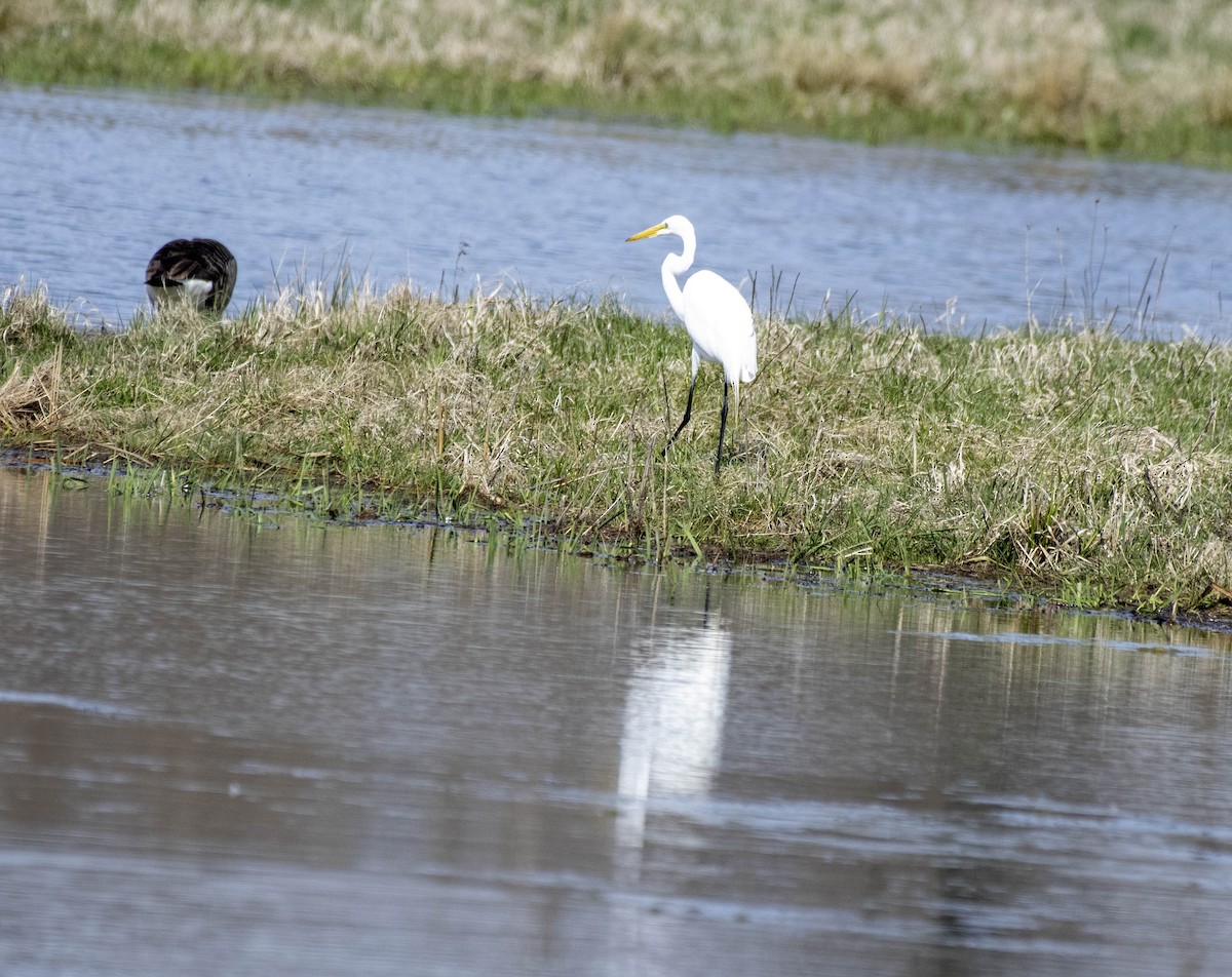 Great Egret - ML617497047