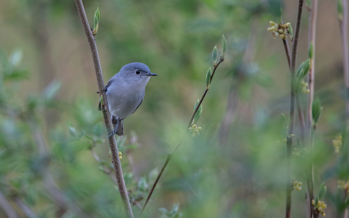 Blue-gray Gnatcatcher - ML617497069