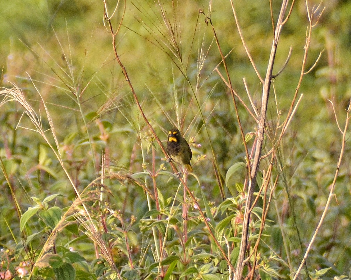 Yellow-faced Grassquit - ML617497115