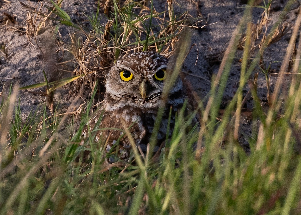 Burrowing Owl - ML617497119